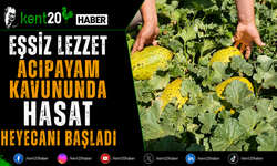 Eşsiz Lezzet Acıpayam Kavununda Hasat Heyecanı Başladı