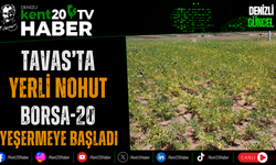 Tavas'ta Yerli Nohut Borsa-20 Yeşermeye Başladı