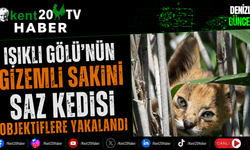 Işıklı Gölü'nün Gizemli Sakini Saz Kedisi Objektiflere Yakalandı