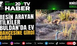 Besin Arayan Tilkiler Buldan'da Ev Bahçesine Girdi