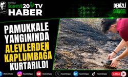 Pamukkale Yangınında Alevlerden Kaplumbağa Kurtarıldı