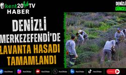 Denizli Merkezefendi'de Lavanta Hasadı Tamamlandı