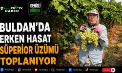 Buldan'da Erken Hasat Süperior Üzümü Toplanıyor