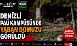 Denizli PAÜ Kampüsünde Yaban Domuzu Görüldü