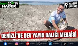 Denizli'de dev yayın balığı mesaisi