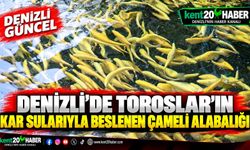 Denizli’de Toroslar’ın Kar Sularıyla Beslenen Çameli Alabalığı Lezzetiyle Öne Çıkıyor
