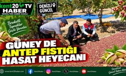 Güney’de Antep fıstığı hasat heyecanı