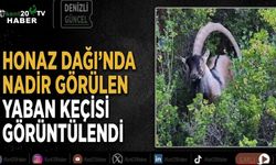 Honaz Dağı’nda nadir görülen yaban keçisi görüntülendi