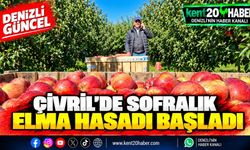 ÇİVRİL'DE SOFRALIK ELMA HASADI BAŞLADI