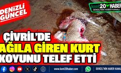 Çivril'de Ağıla Giren Kurt Koyunu Telef Etti
