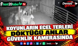 Koyunların ecel terleri döktüğü anlar güvenlik kamerasında