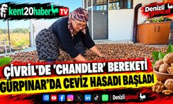 Çivril'de 'Chandler' bereketi: Gürpınar’da ceviz hasadı başladı