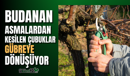 Budanan asmalardan kesilen çubuklar gübreye dönüşüyor
