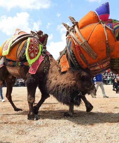 Buldan’da deve güreşlerine şap engeli