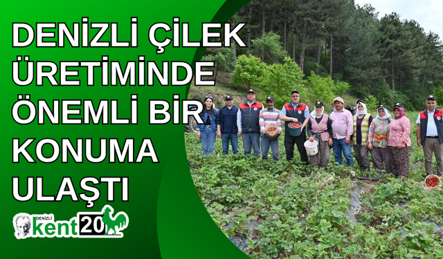 Denizli çilek üretiminde önemli bir konuma ulaştı