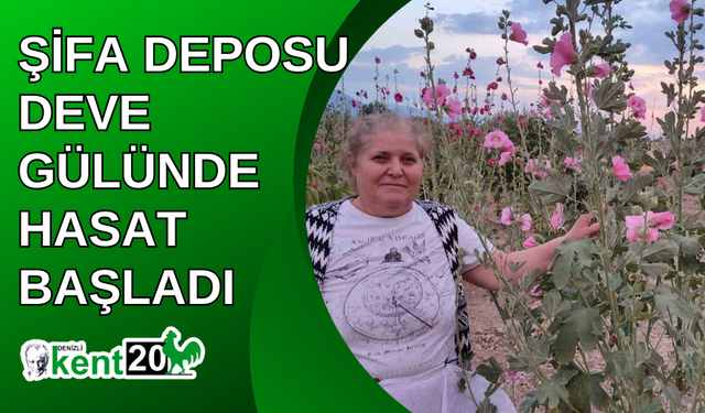 Şifa deposu deve gülünde hasat başladı