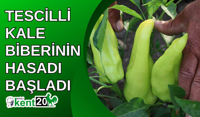 Tescilli Kale Biberinin hasadı başladı