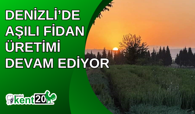 Denizli’de aşılı fidan üretimi devam ediyor