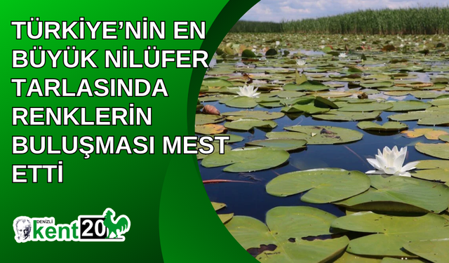 Türkiye’nin en büyük nilüfer tarlasında renklerin buluşması mest etti