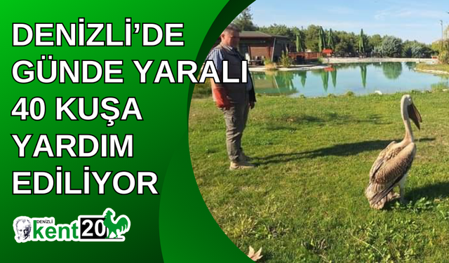 Denizli’de günde yaralı 40 kuşa yardım ediliyor