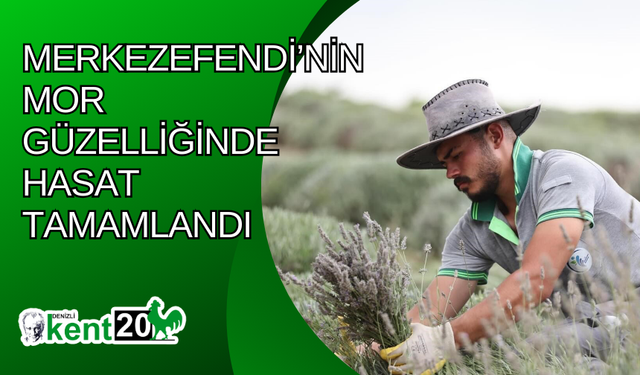 Merkezefendi’nin mor güzelliğinde hasat tamamlandı