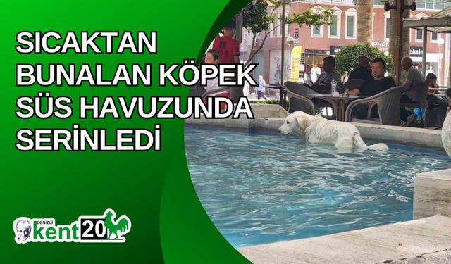 Sıcaktan bunalan köpek süs havuzunda serinledi