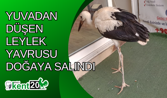 Yuvadan düşen leylek yavrusu doğaya salındı