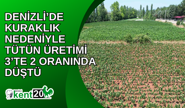 Denizli’de kuraklık nedeniyle tütün üretimi 3’te 2 oranında düştü