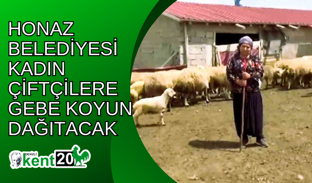 Honaz Belediyesi kadın çiftçilere gebe koyun dağıtacak