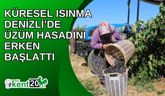 Küresel ısınma Denizli’de üzüm hasadını erken başlattı