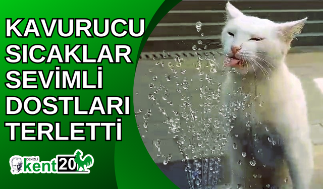 Kavurucu sıcaklar sevimli dostları terletti