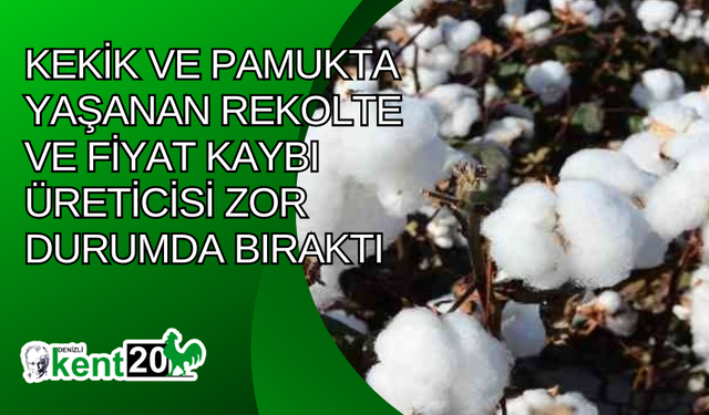 Kekik ve pamukta yaşanan rekolte ve fiyat kaybı üreticisi zor durumda bıraktı