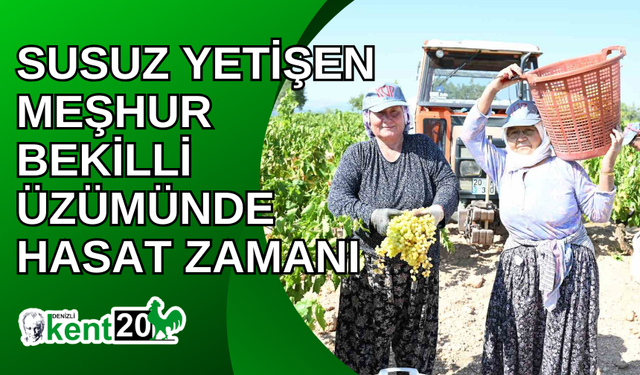 Susuz yetişen meşhur Bekilli üzümünde hasat zamanı