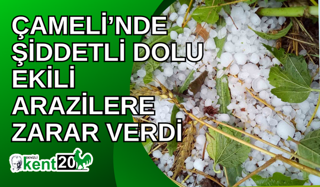 Çameli’nde şiddetli dolu ekili arazilere zarar verdi