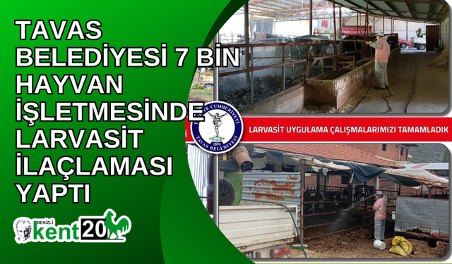 Tavas Belediyesi 7 bin hayvan işletmesinde larvasit ilaçlaması yaptı