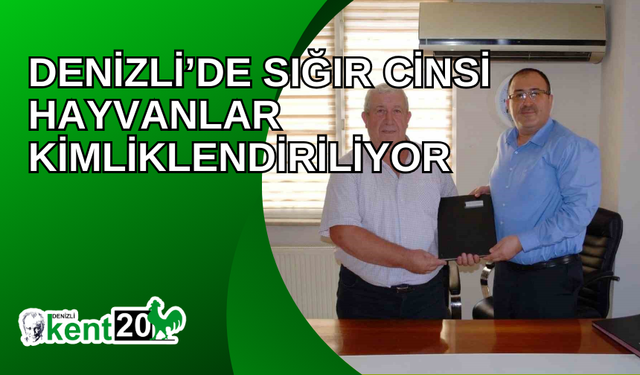 Denizli’de sığır cinsi hayvanlar kimliklendiriliyor