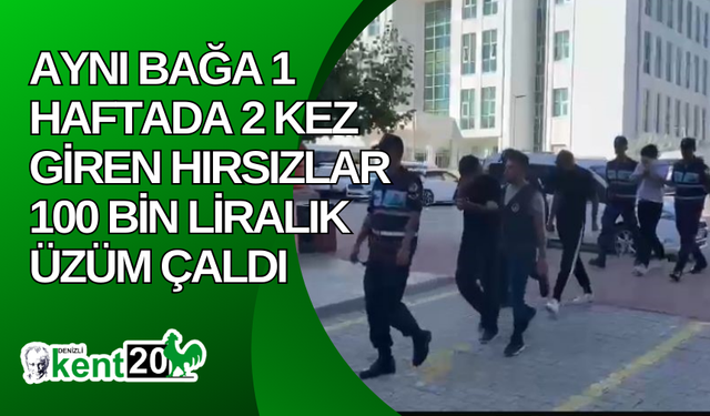 Aynı bağa 1 haftada 2 kez giren hırsızlar 100 bin liralık üzüm çaldı