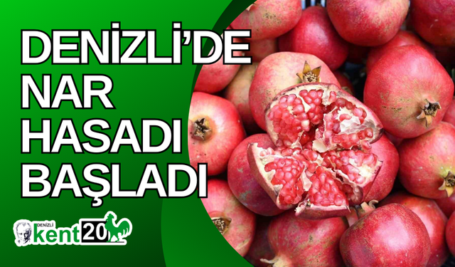 Denizli’de nar hasadı başladı