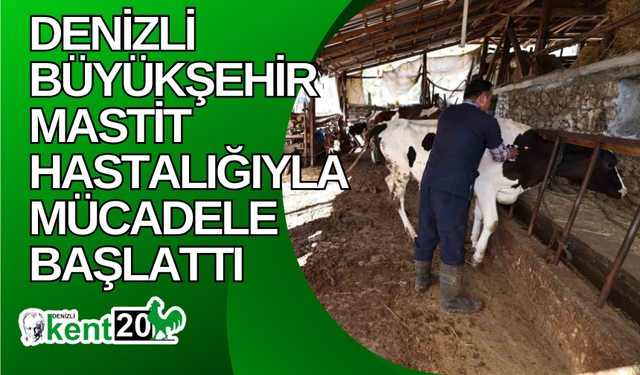 Denizli Büyükşehir mastit hastalığıyla mücadele başlattı