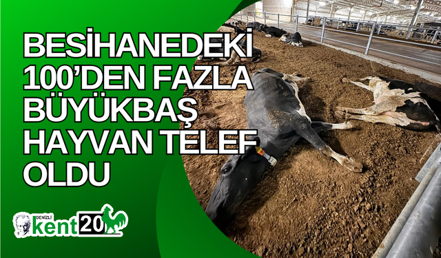 Besihanedeki 100’den fazla büyükbaş hayvan telef oldu