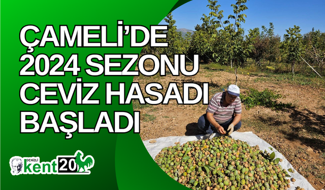 Çameli’de 2024 sezonu ceviz hasadı başladı