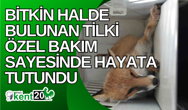 Bitkin halde bulunan tilki özel bakım sayesinde hayata tutundu