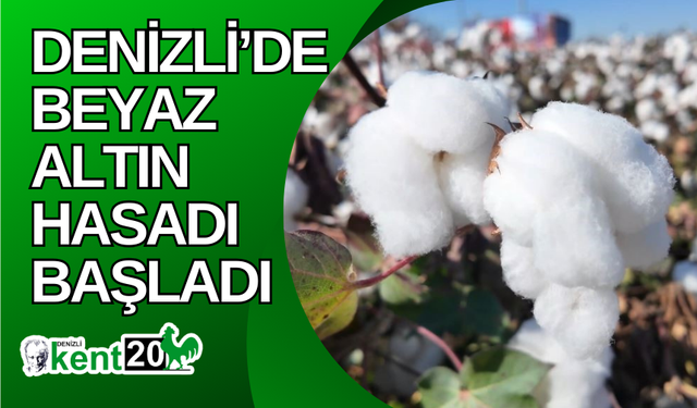 Denizli’de beyaz altın hasadı başladı