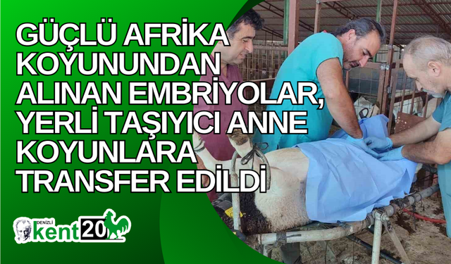 Güçlü Afrika koyunundan alınan embriyolar, yerli taşıyıcı anne koyunlara transfer edildi