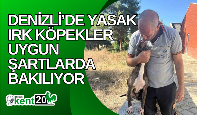 Denizli’de yasak ırk köpekler uygun şartlarda bakılıyor