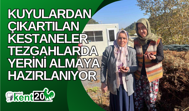 Kuyulardan çıkartılan kestaneler tezgahlarda yerini almaya hazırlanıyor