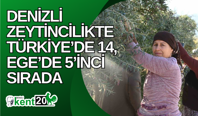 Denizli zeytincilikte Türkiye’de 14, Ege’de 5’inci sırada