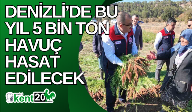 Denizli’de bu yıl 5 bin ton havuç hasat edilecek