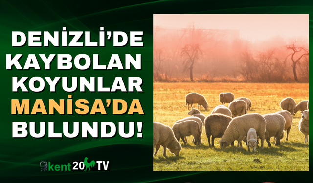 Denizli'den kaybolan koyunlar Manisa'dan bulundu!