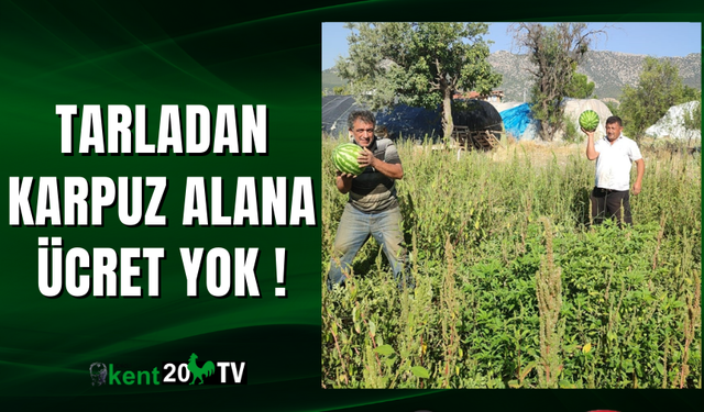 Tarladan karpuz alana ücret yok
